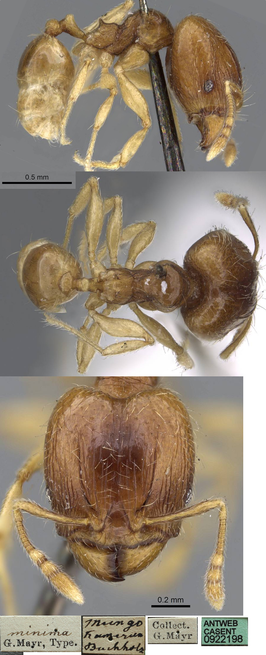 Pheidole minima type major