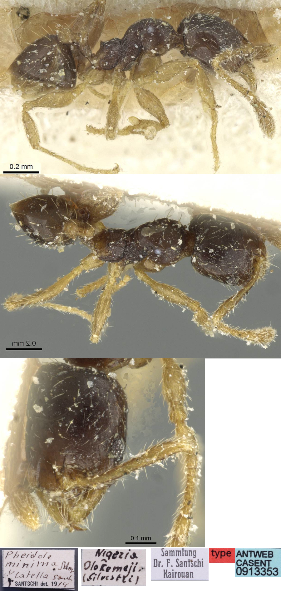 Pheidole minima catella