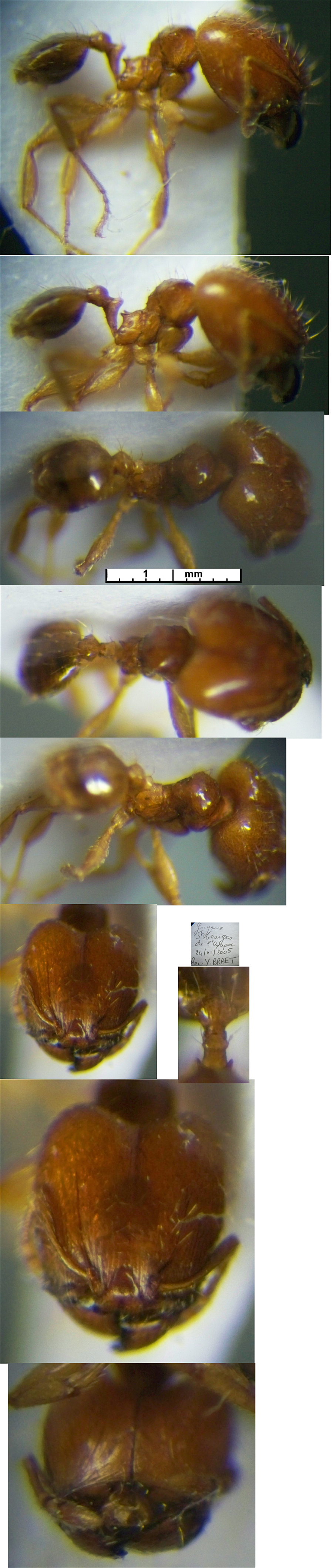 {Pheidole minima major}