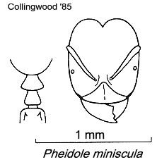 {Pheidole miniscula}