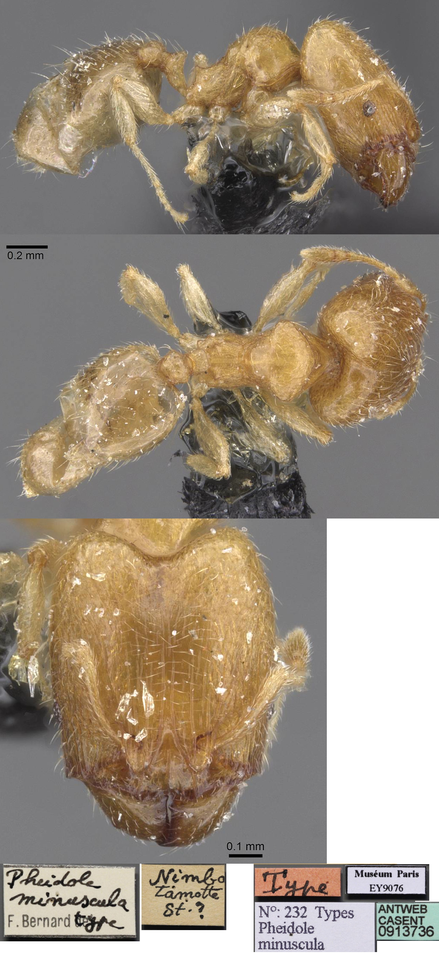 Pheidole minuscula major