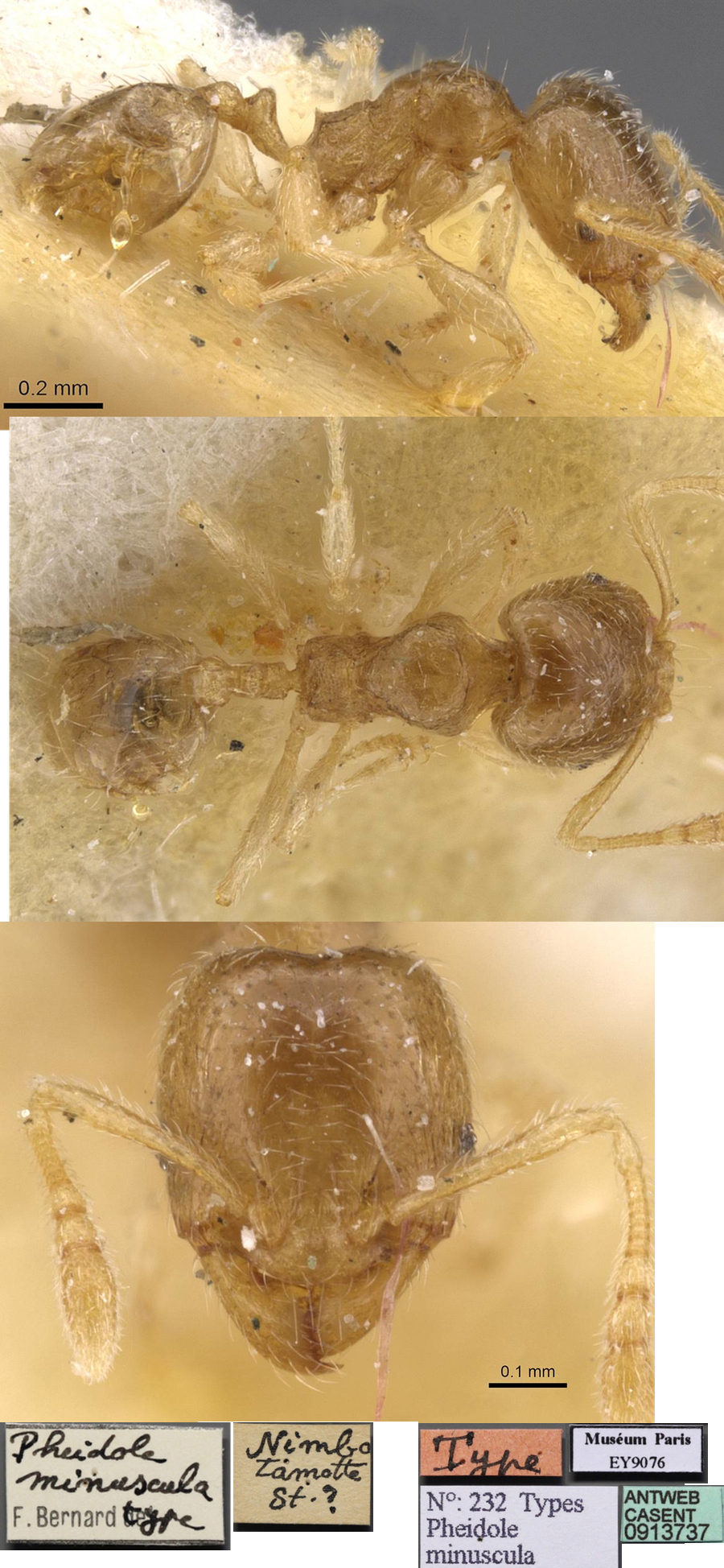 Pheidole minuscula minor