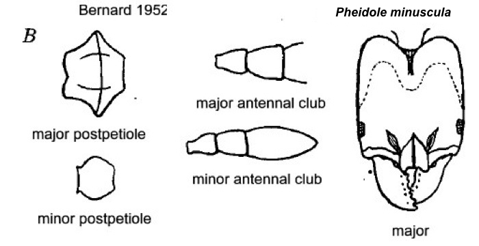 {Pheidole minuscula}