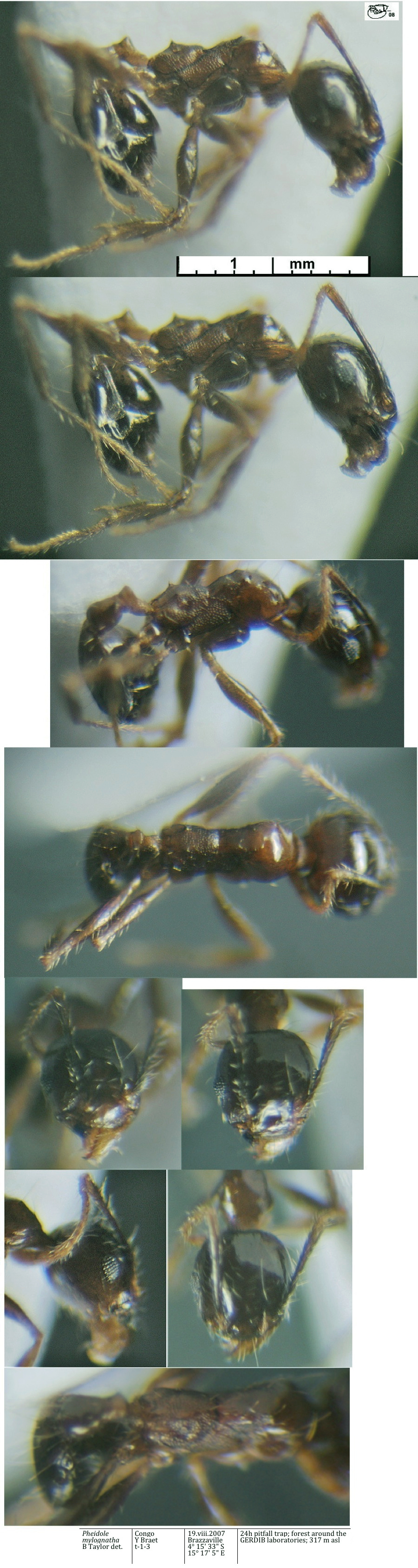 {Pheidole mylognatha}