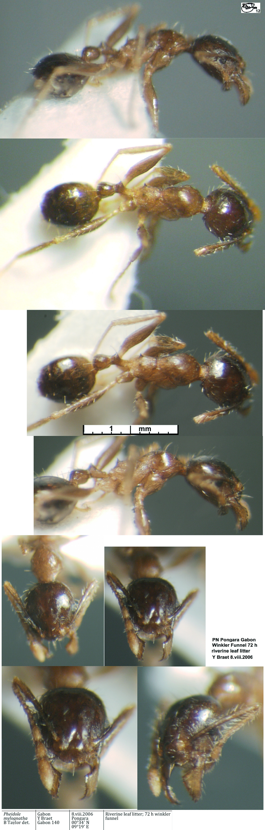 {Pheidole mylognatha}