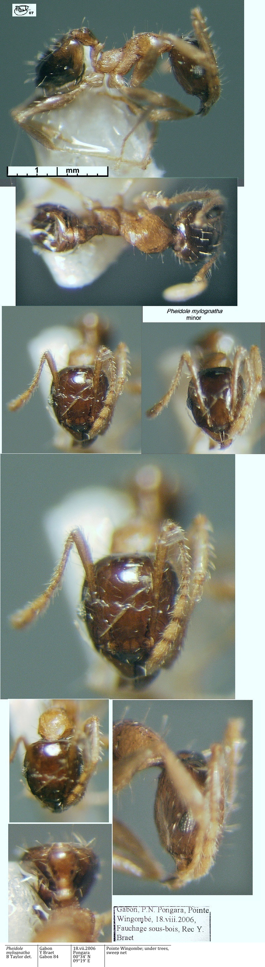 {Pheidole mylognatha}