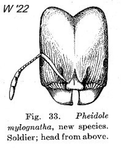 {Pheidole mylognatha}