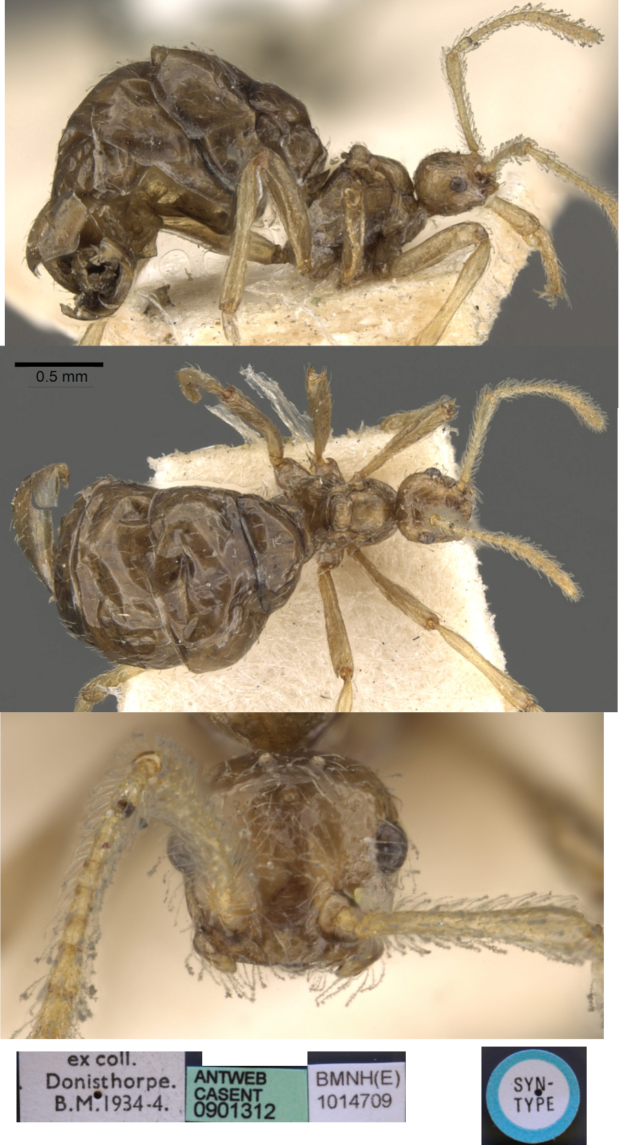 Pheidole neokohli queen