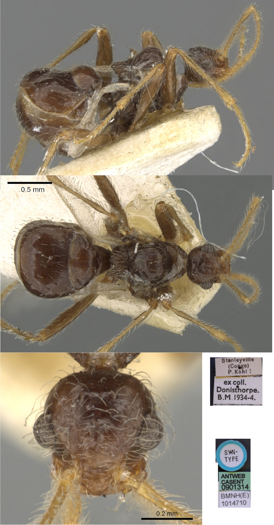 Pheidole neokohli male