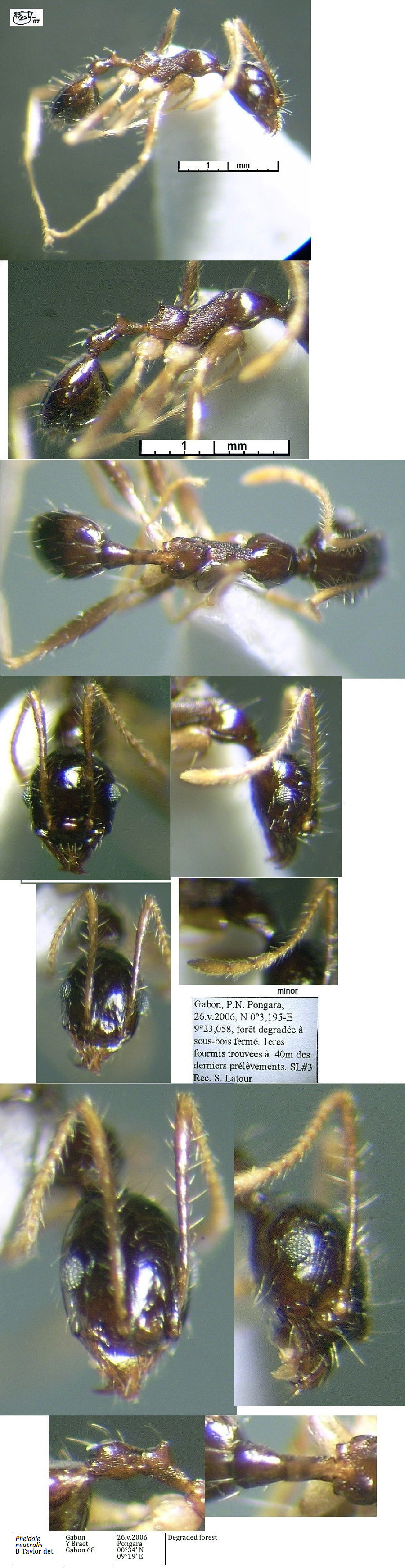 Pheidole neutralis minor