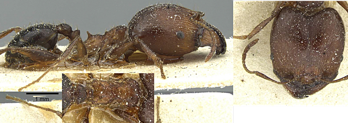 Pheidole neutralis major
