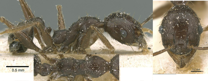 Pheidole neutralis minor