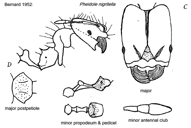 {Pheidole nigritella}
