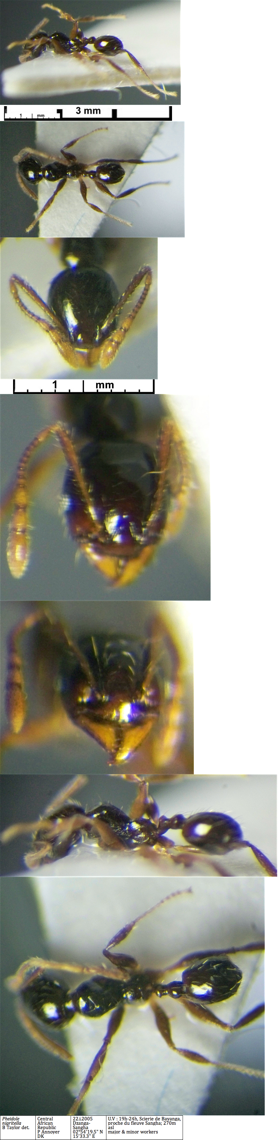 {Pheidole nigritella CAR DK minor}