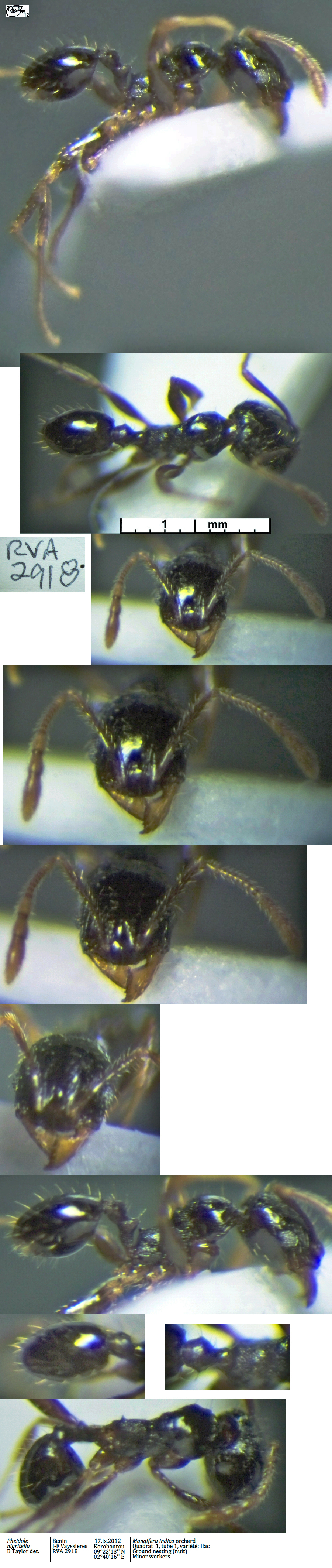 {Pheidole nigritella minor}