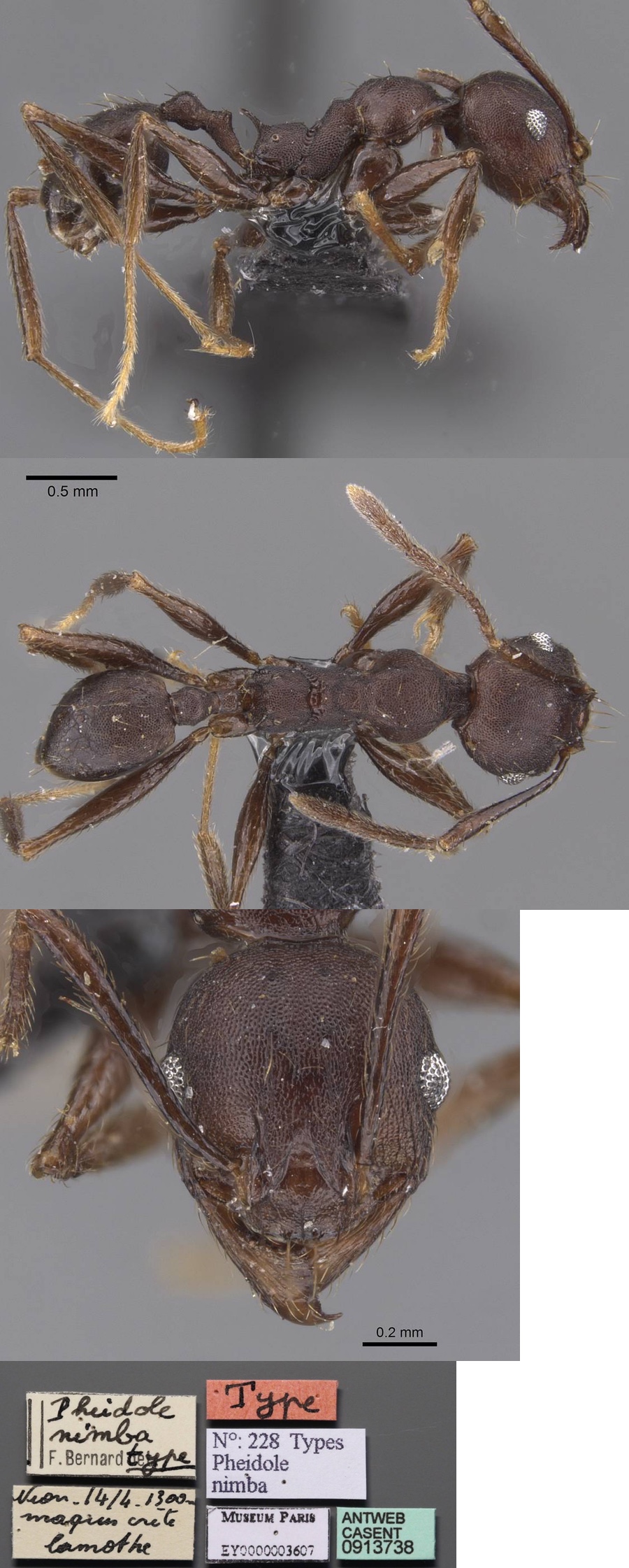 Pheidole nimba minor