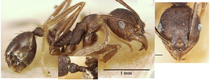 Pheidole niba