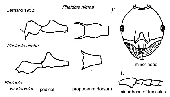 {Pheidole nimba}