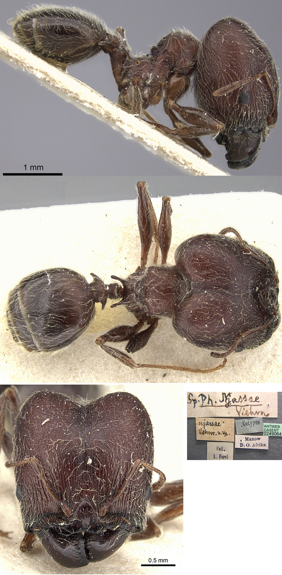 Pheidole njassae major