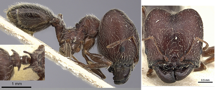 Pheidole njassae major