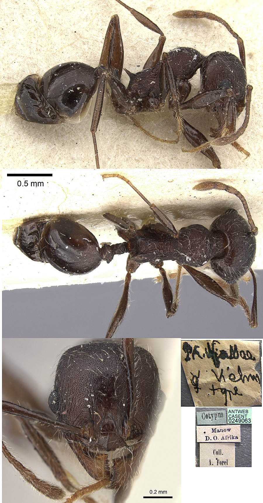 Pheidole njassae minor