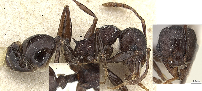 Pheidole njassae minor