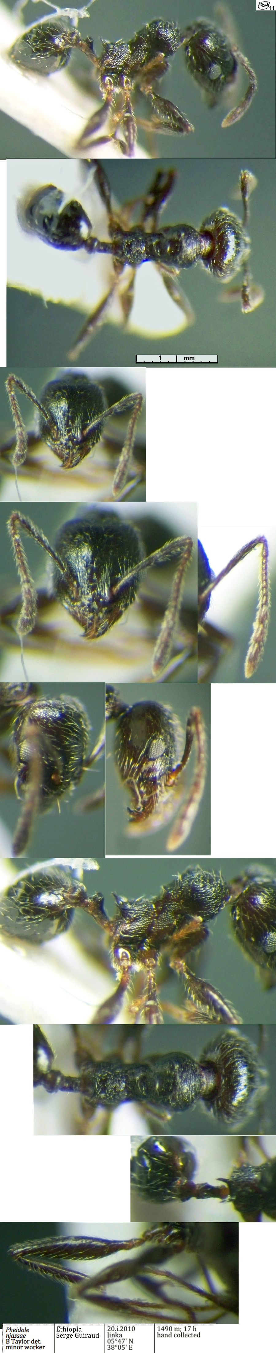 Pheidole njassae minor