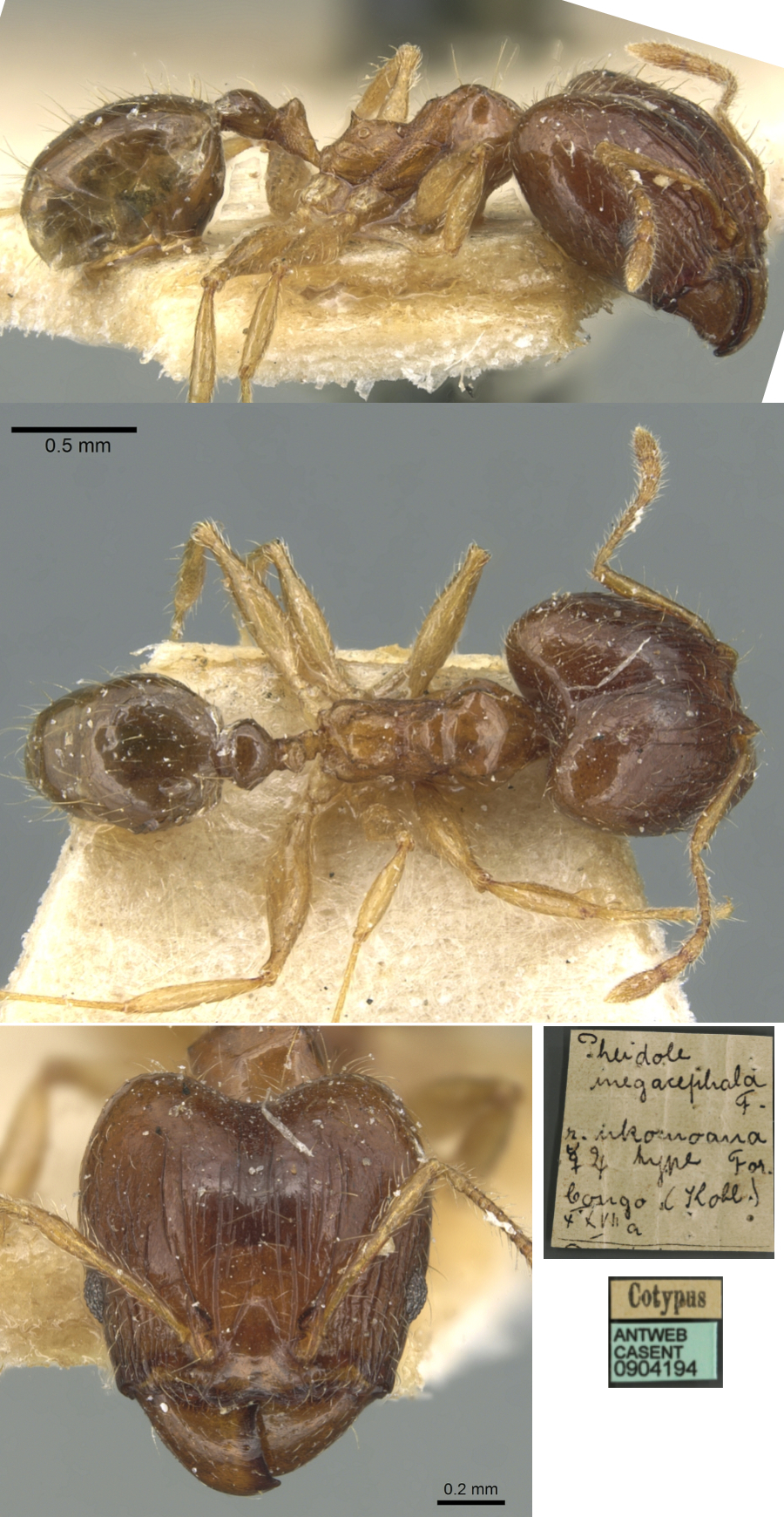 {Pheidole nkomoana} major