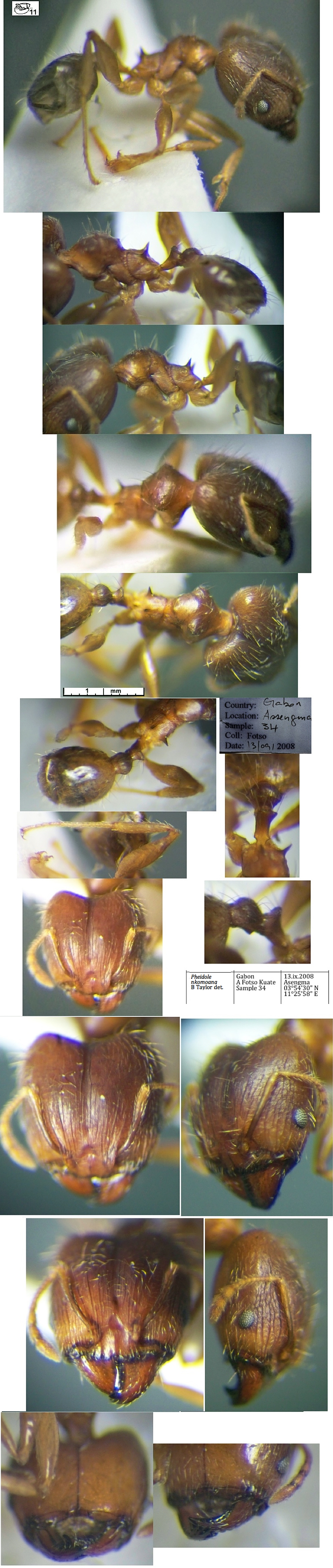 {Pheidole nkomoana major}