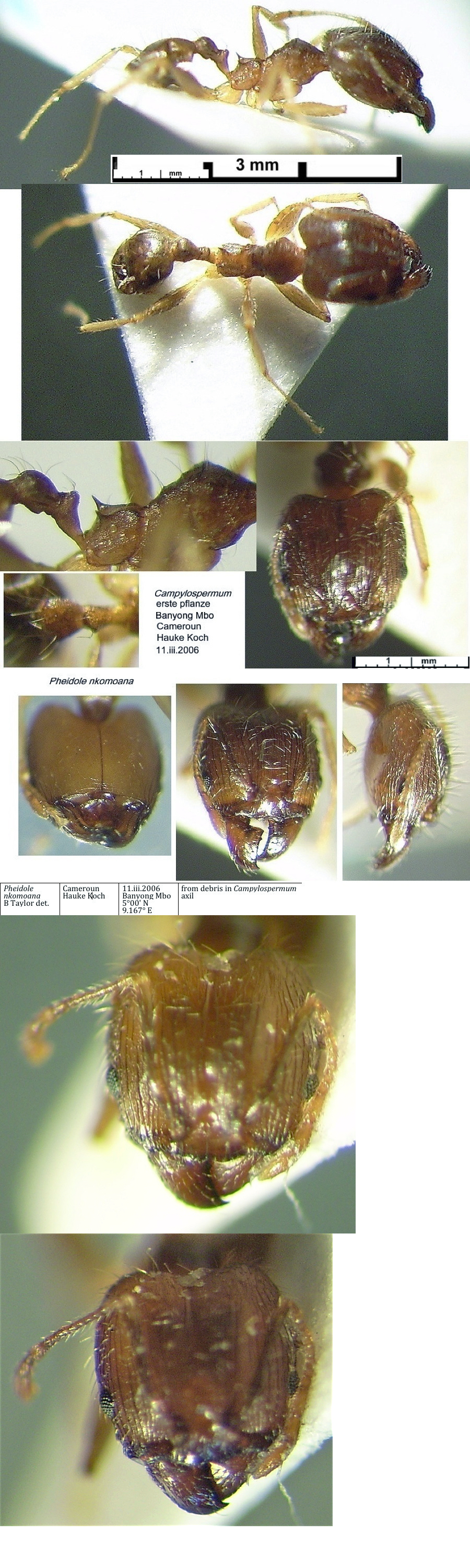 {Pheidole nkomoana major}