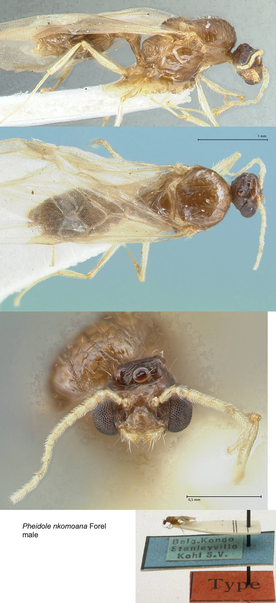 Pheidole nkomoana male