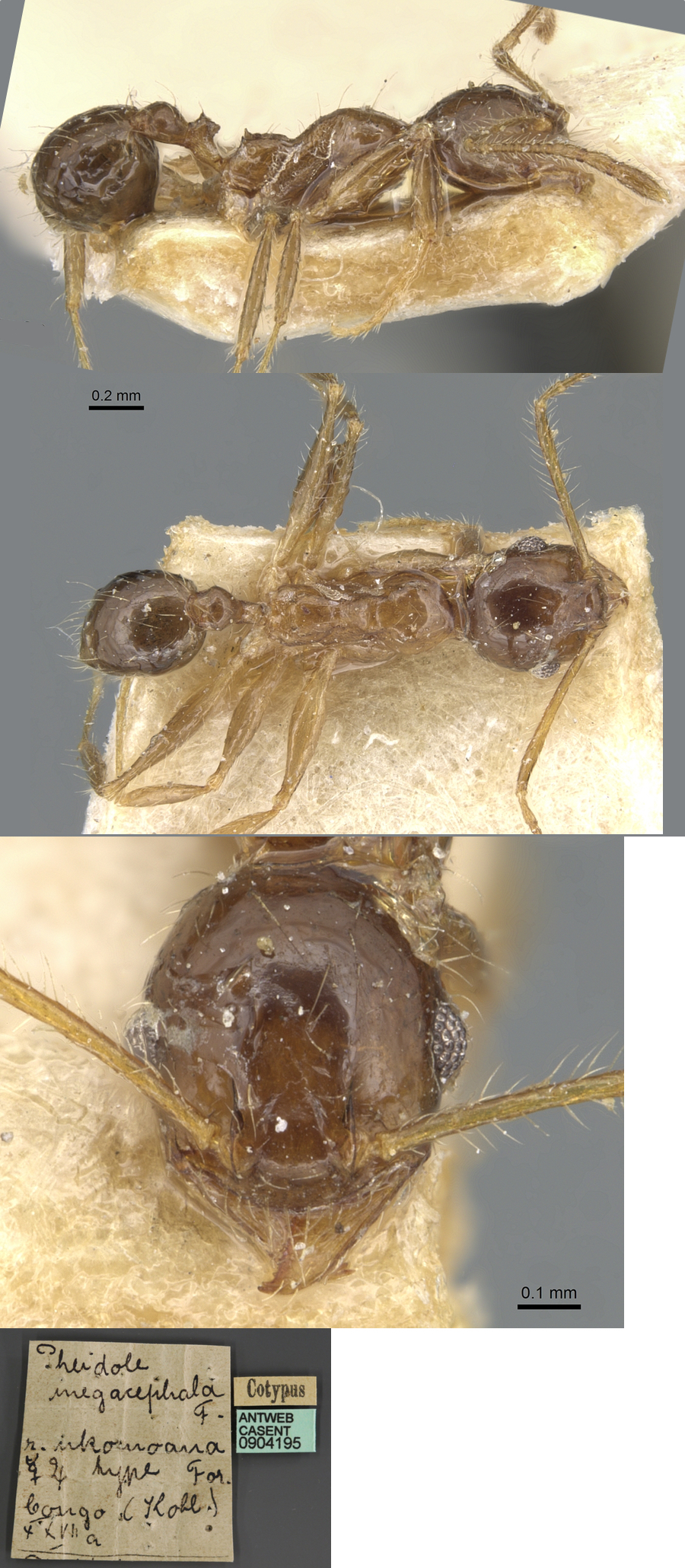 {Pheidole nkomoana} minor