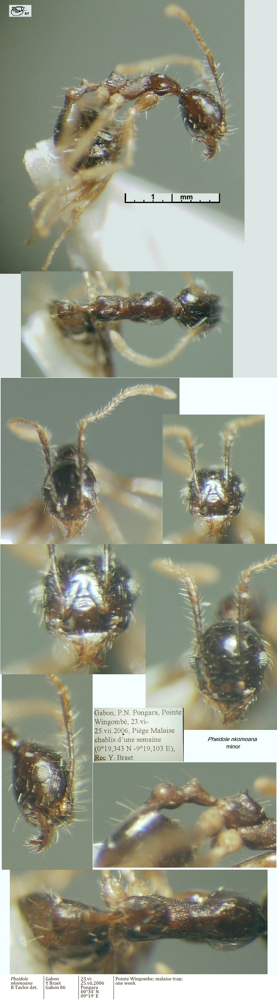 {Pheidole megacephala minor}