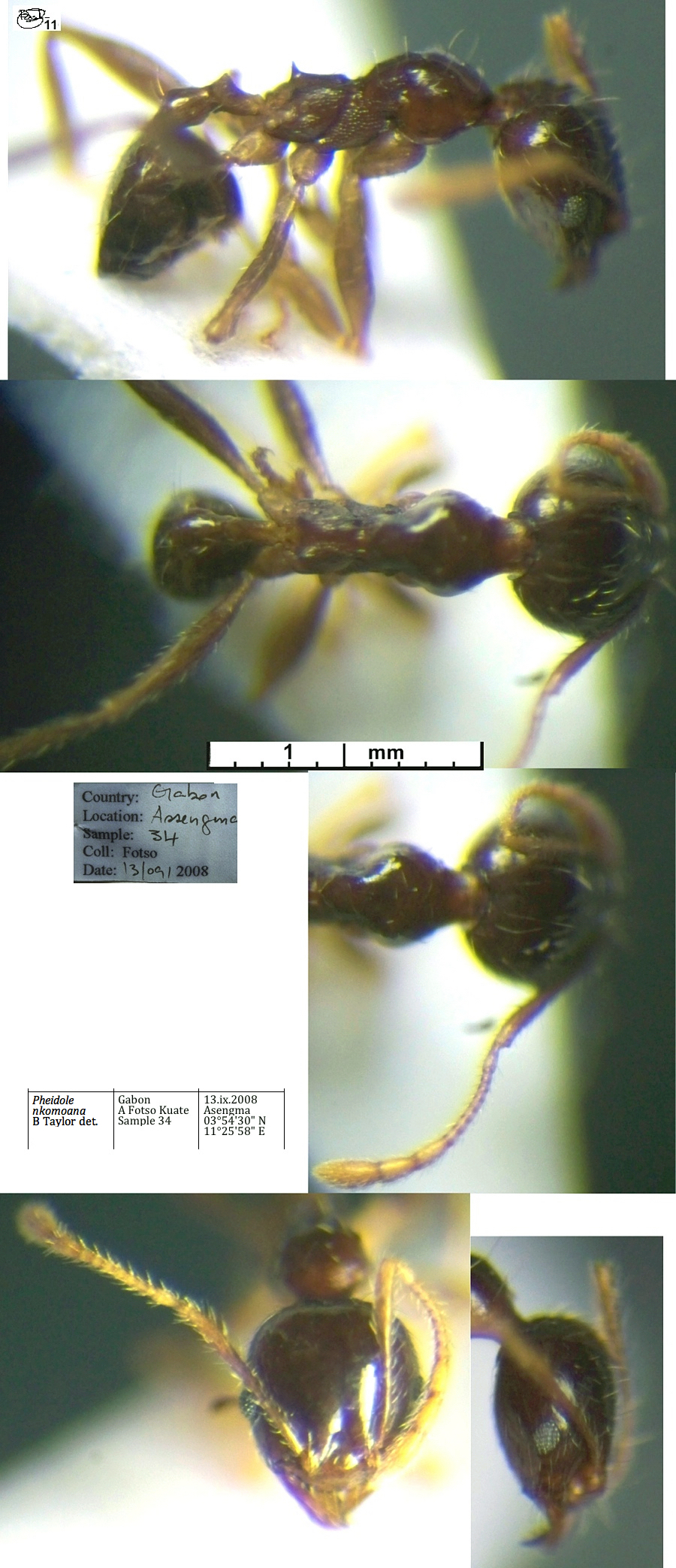 {Pheidole nkomoana minor}