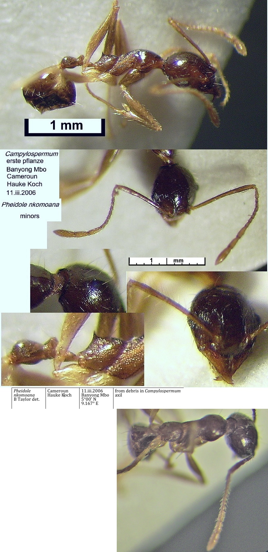 {Pheidole nkomoana minor}