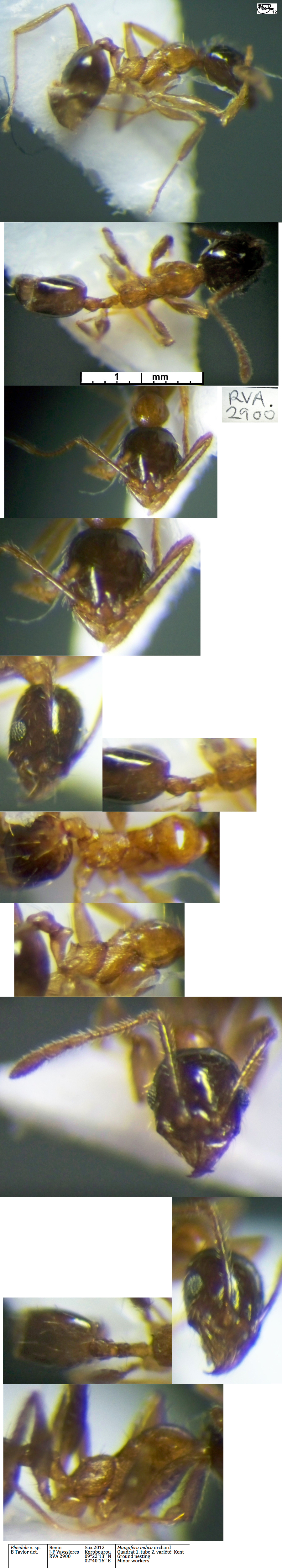 {Pheidole Benin RVA 2900 minor}