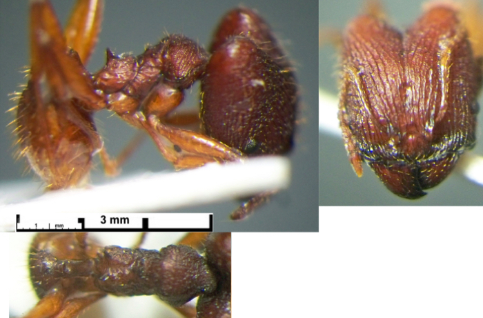 {Pheidole Gabon 143}