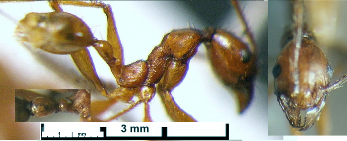 {Pheidole Gabon 143 minor}
