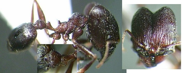 Pheidole nsp Tanzania Zigi major