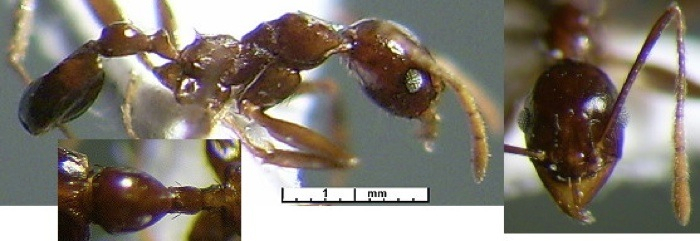Pheidole nsp Tanzania Zigiminor