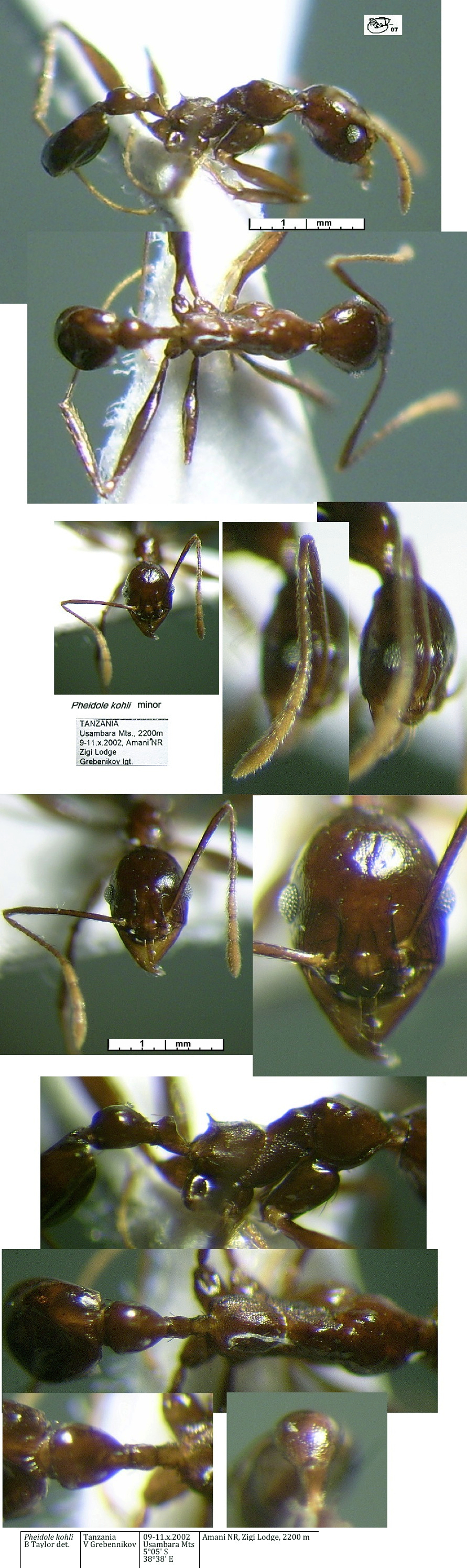 {Pheidole nsp Tanzania Zigi minor}