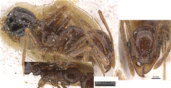Pheidole occipitalis minor