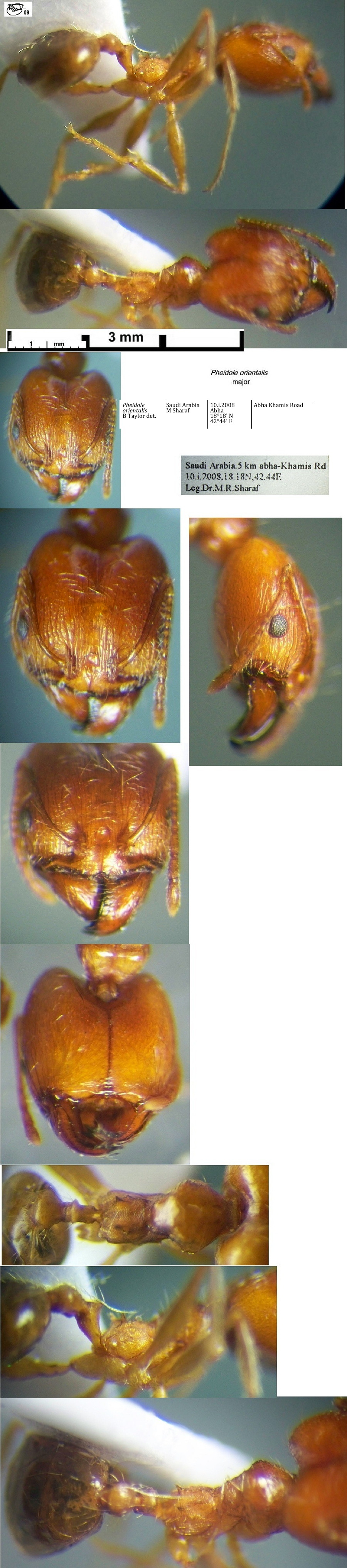 {Pheidole orientalis major Saudi}