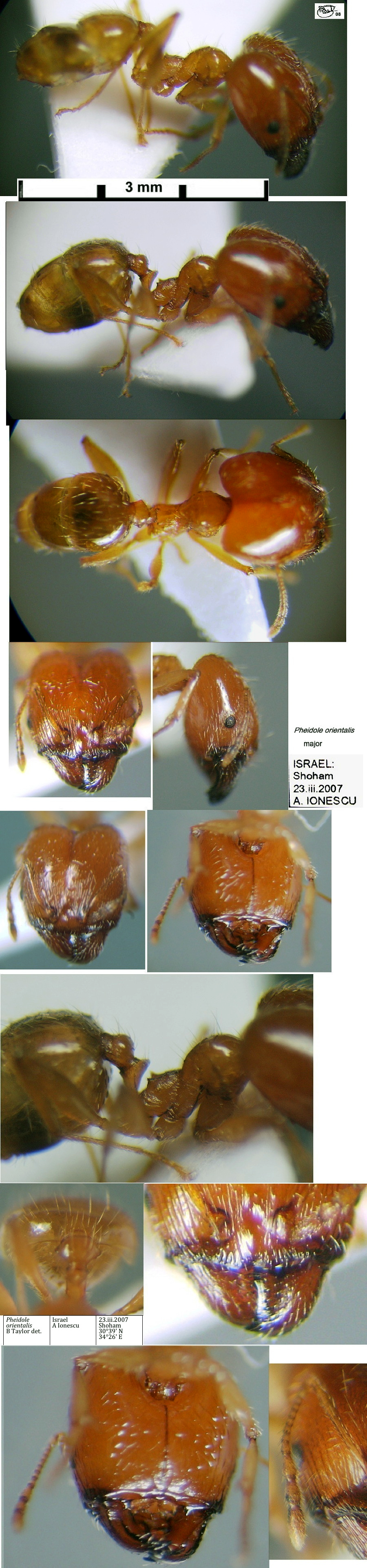 {Pheidole orientalis major Israel}