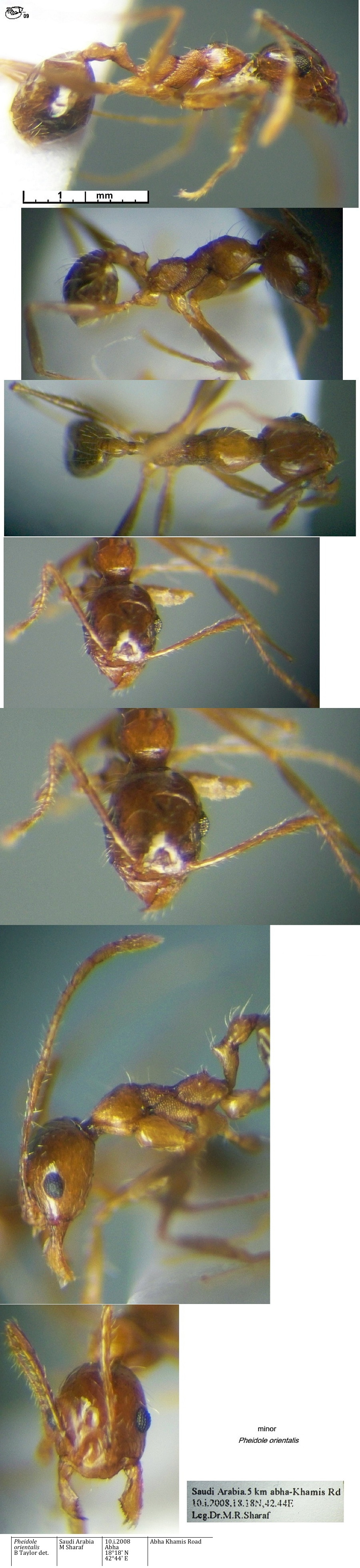 {Pheidole orientalis minor Saudi}