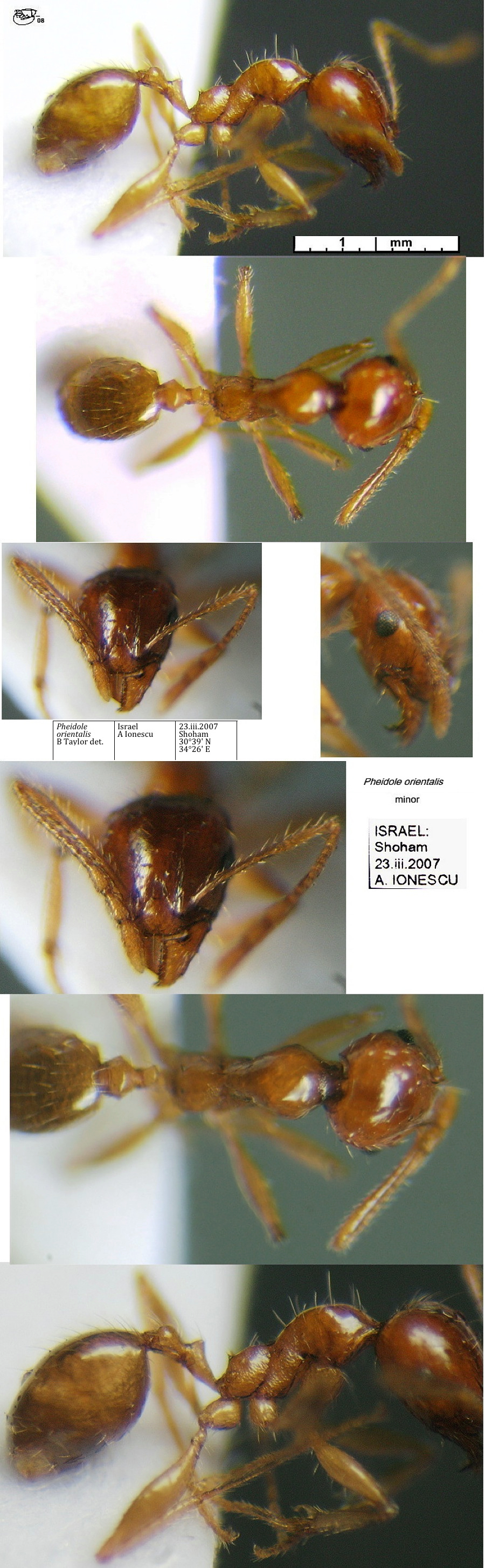 {Pheidole orientalis minor}