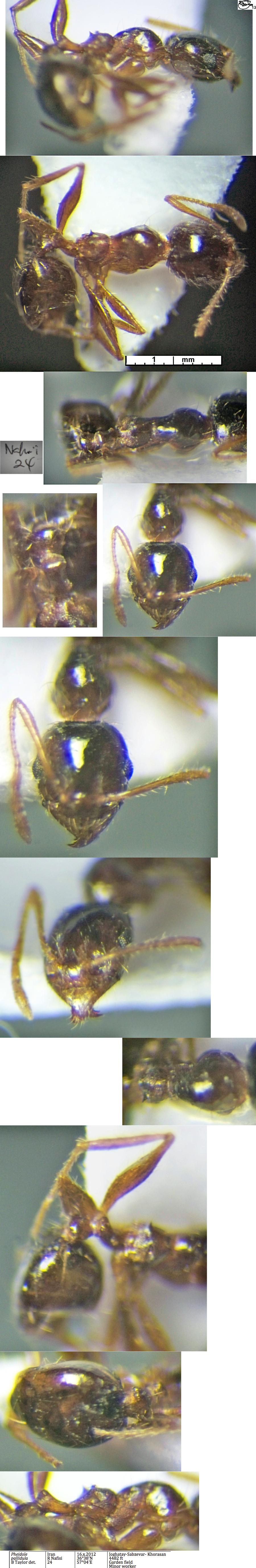 {Pheidole pallidula minor