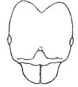 {Pheidole pallidula}