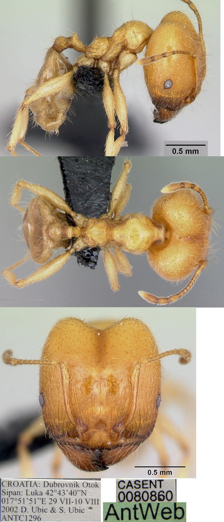 {Pheidole pallidula major}