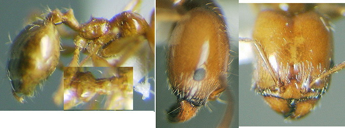 Pheidole pallidula